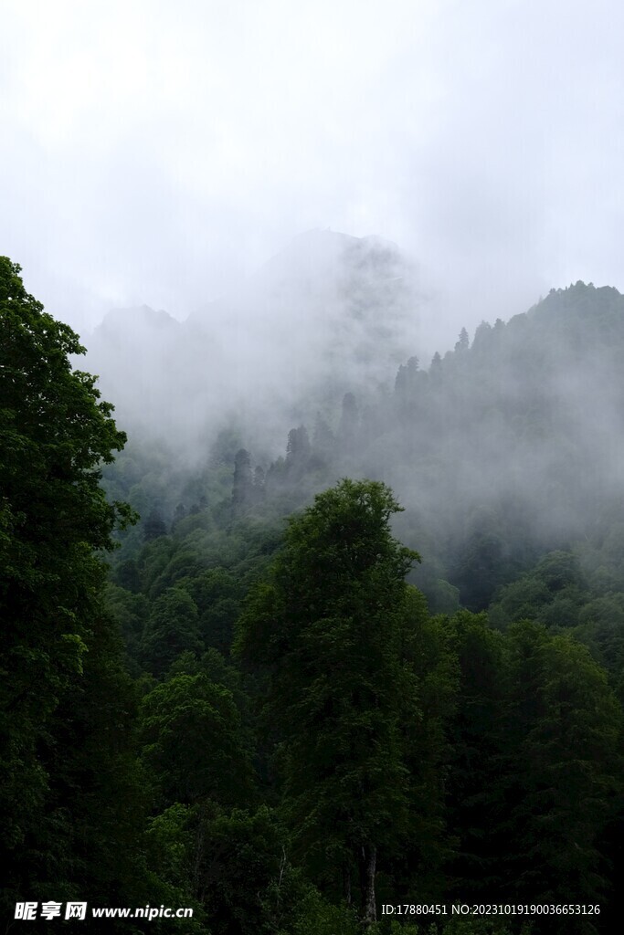 丛林