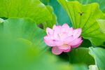 唯美夏日莲池粉色莲花莲叶蜻蜓图