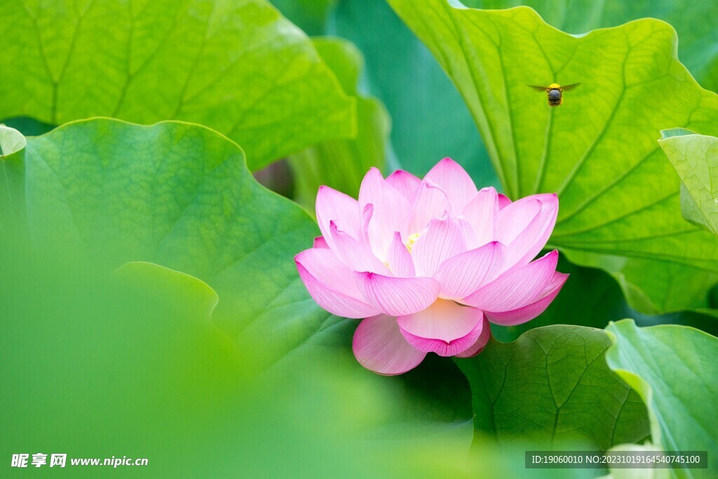 唯美夏日莲池粉色莲花莲叶蜻蜓图