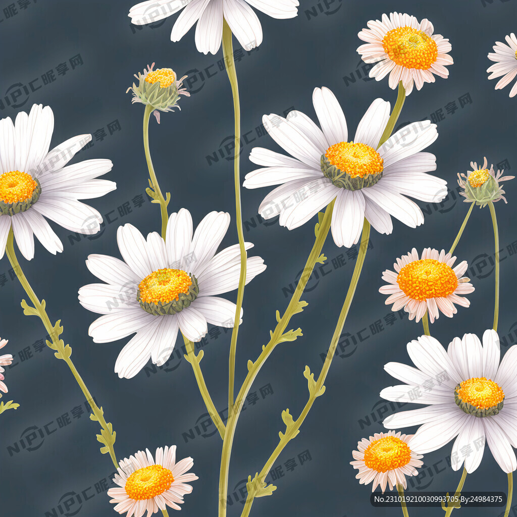白底 薇甘菊 插画