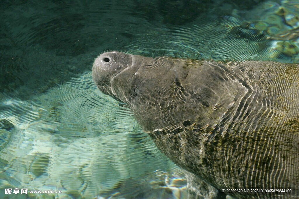 海牛