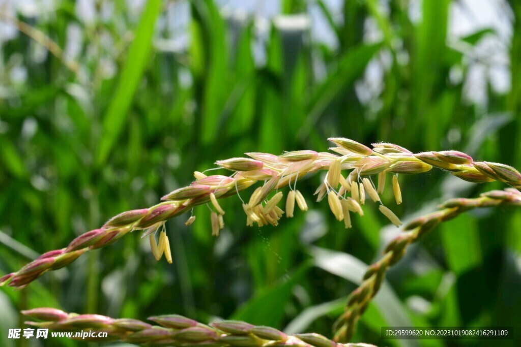 玉米花