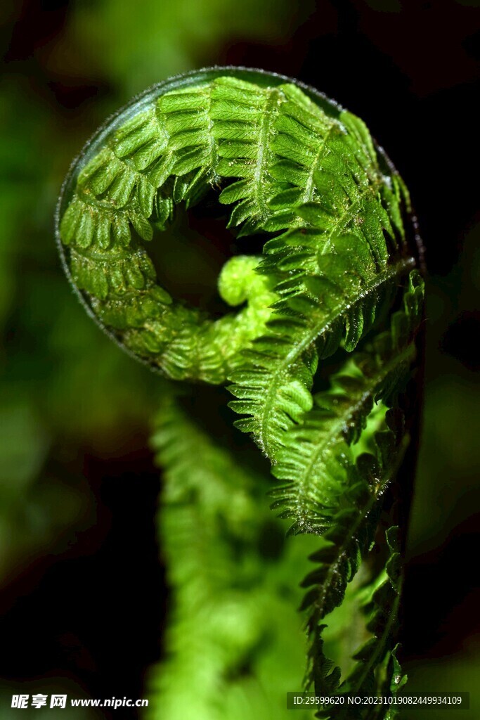 蕨类植物