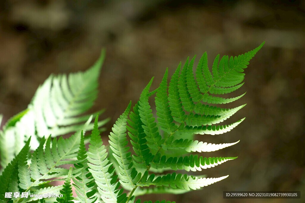  蕨类植物