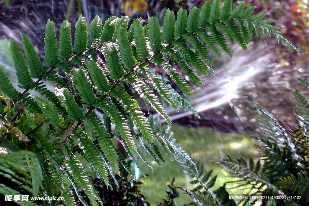 蕨类植物