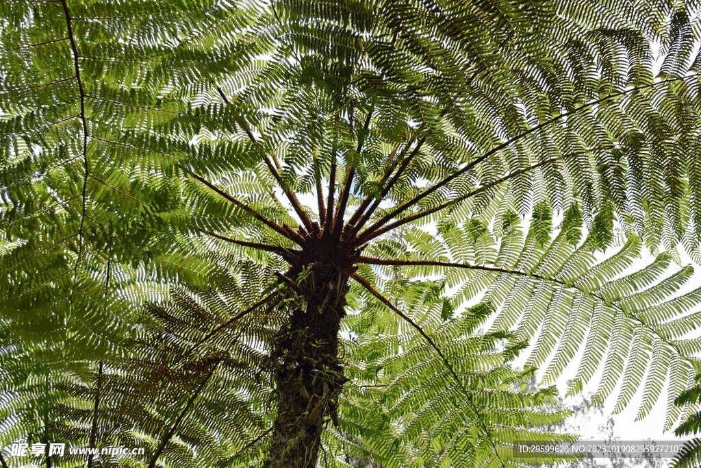 蕨类植物