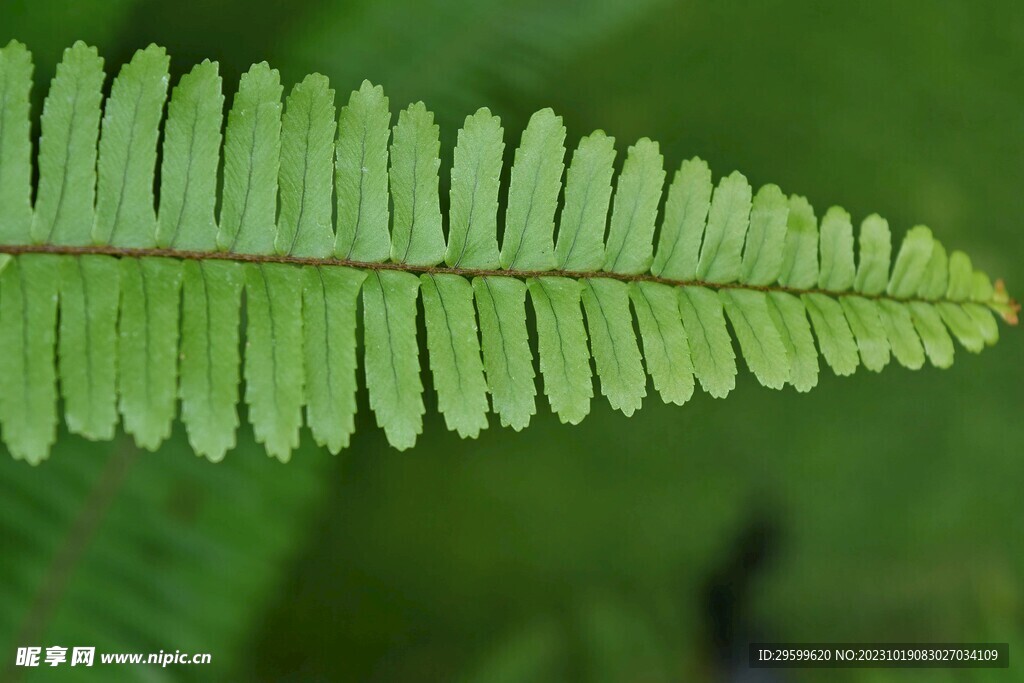 蕨类植物