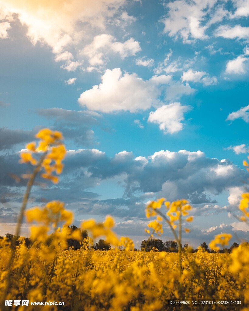 油菜花