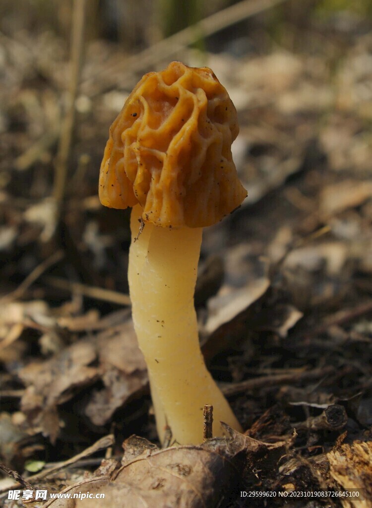 蘑菇
