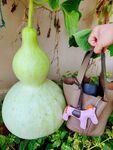 西葫芦