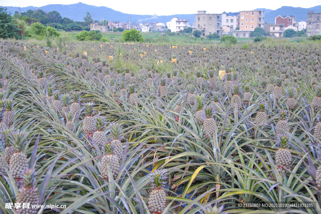 火龙果种植园