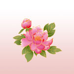 新国潮手绘粉色牡丹花扁平插画