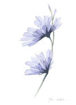 手绘花   