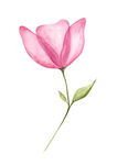 手绘花   