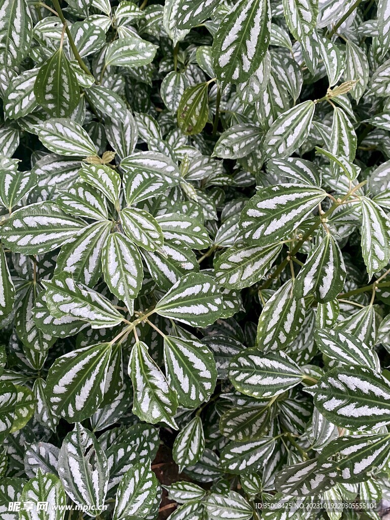 白斑叶冷水花 