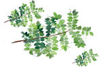 水彩树枝树叶挂画装饰画