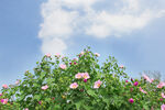 蓝天下的芙蓉花