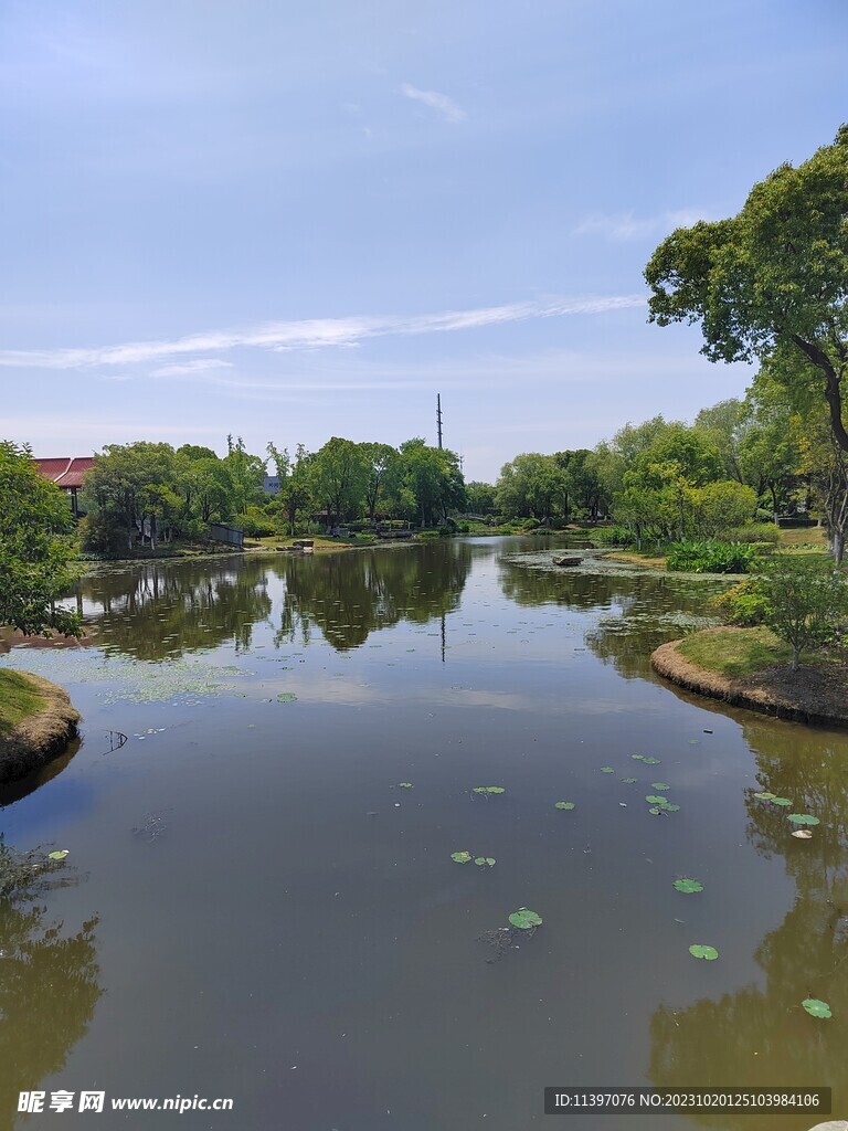 秋天池塘荷叶自然风景绿树