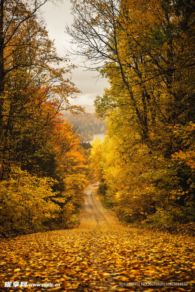 铺满黄叶的道路