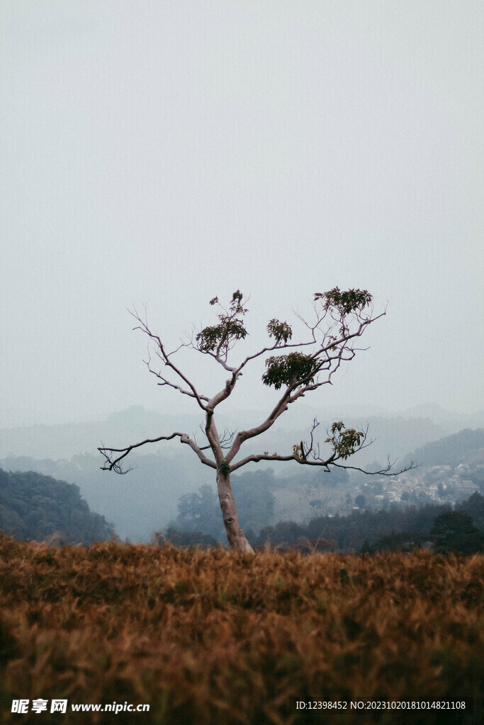大树