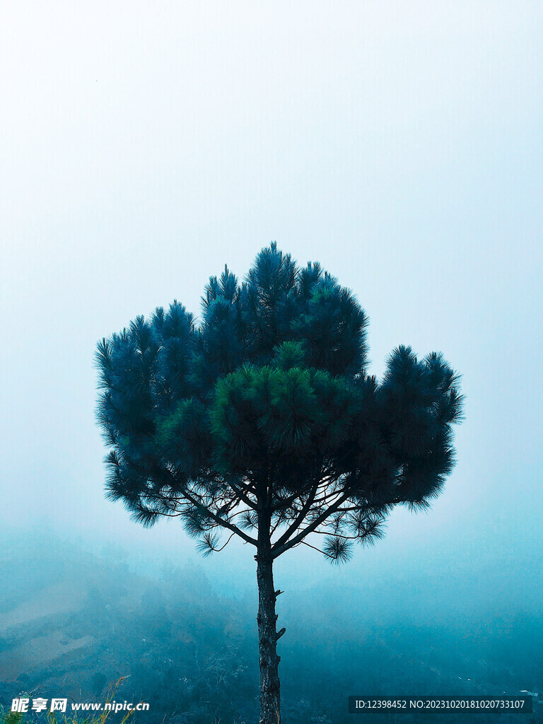 大树