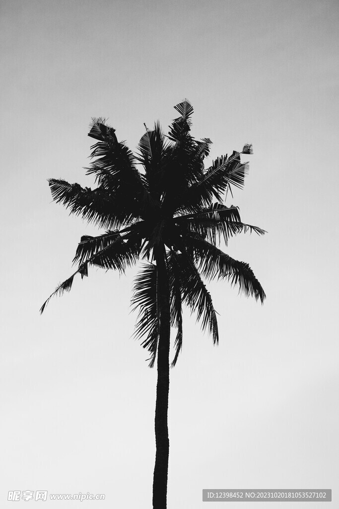 椰树
