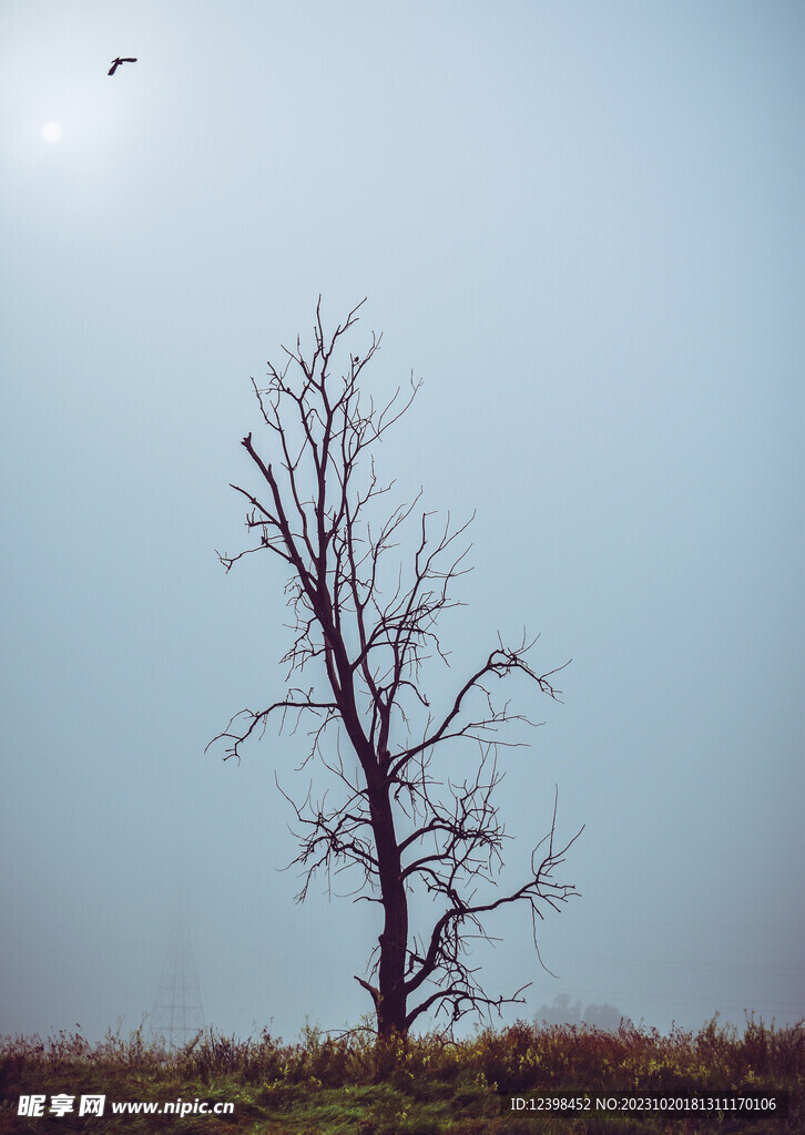 大树