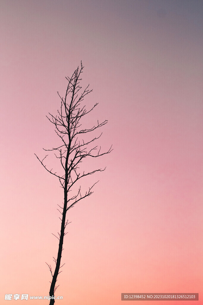 大树