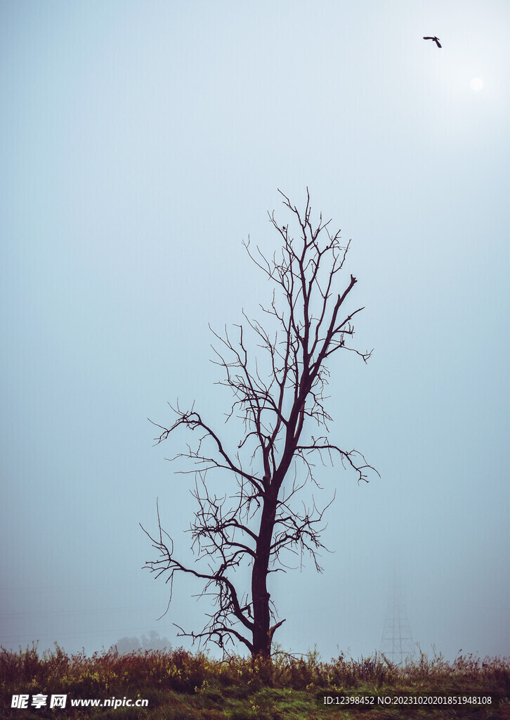 大树