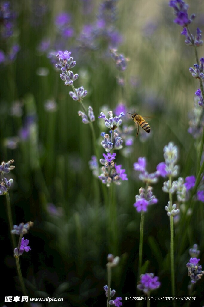 蜜蜂