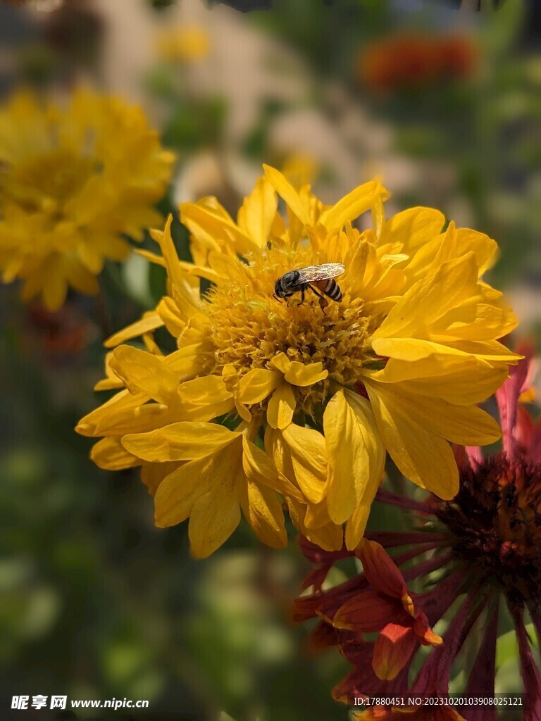 蜜蜂