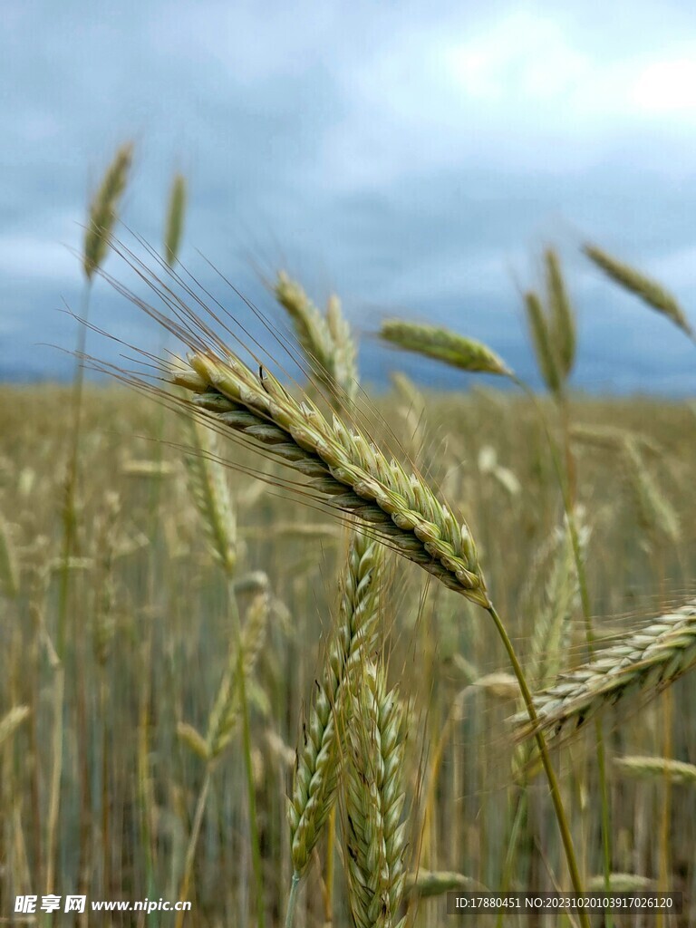 麦穗