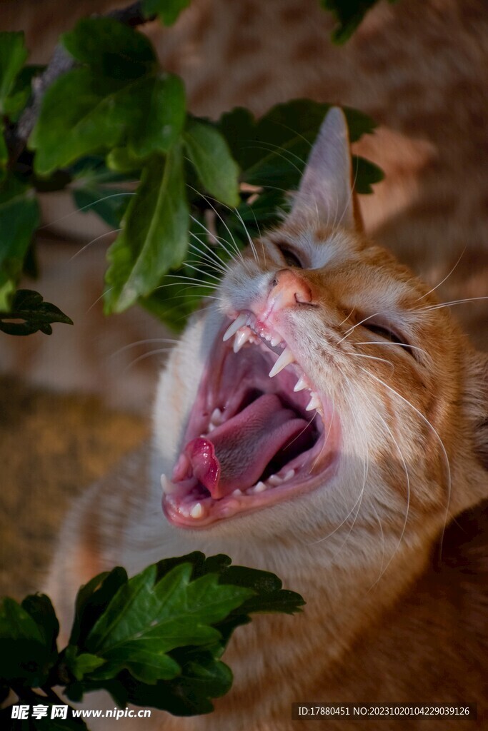 猞猁