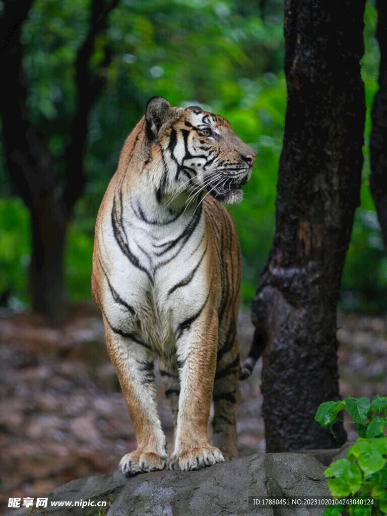 老虎