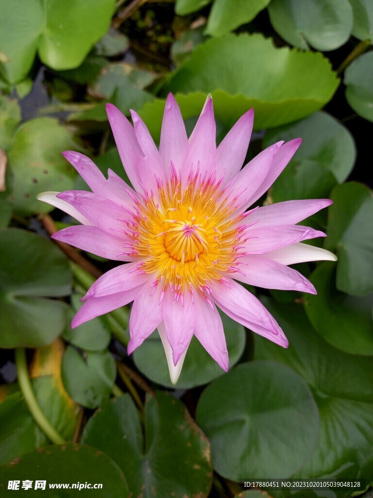 睡莲