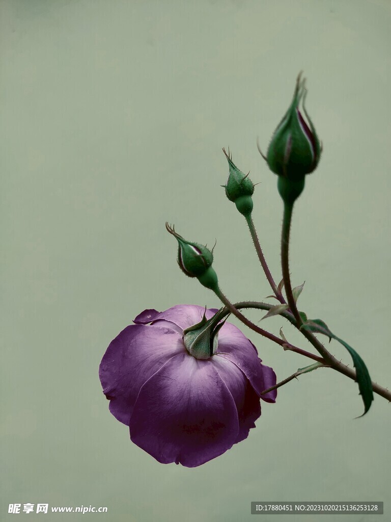 花苞
