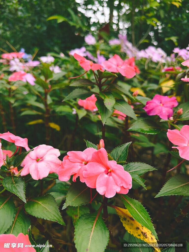 凤仙花