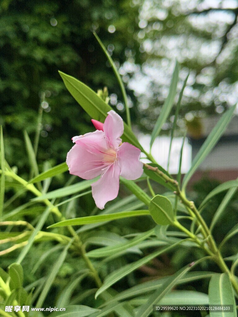 夹竹桃