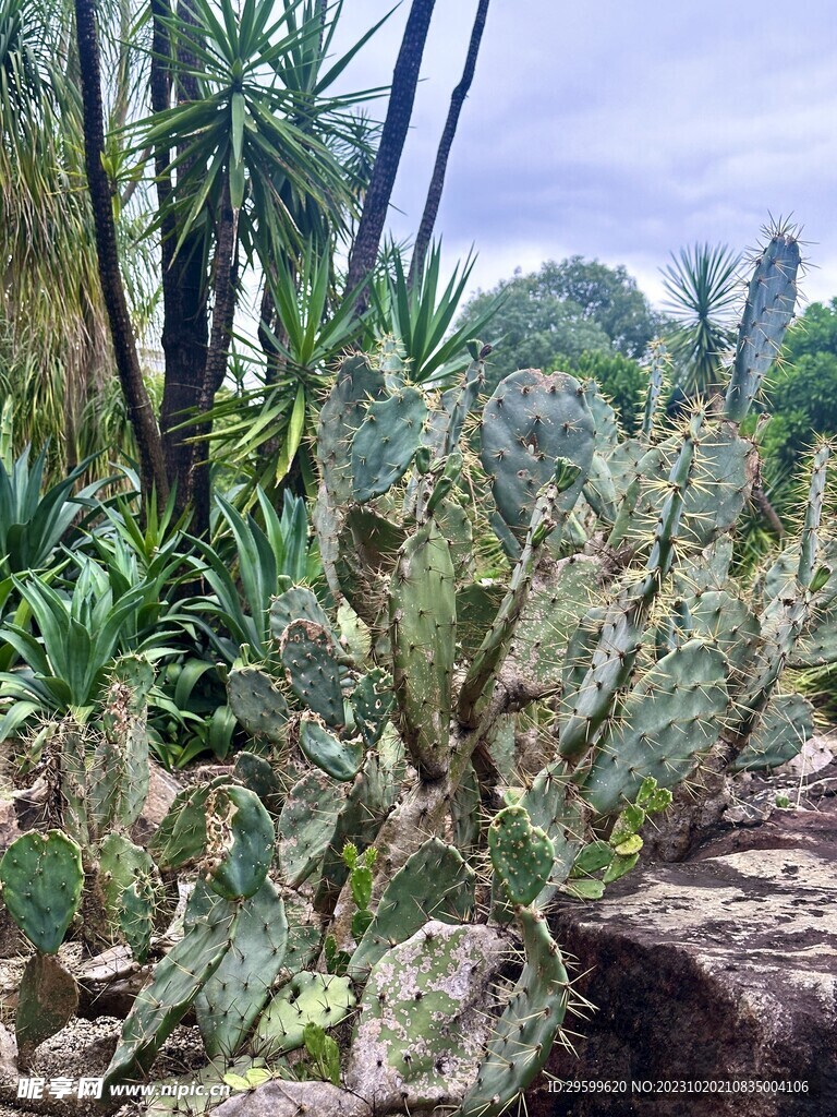 仙人掌