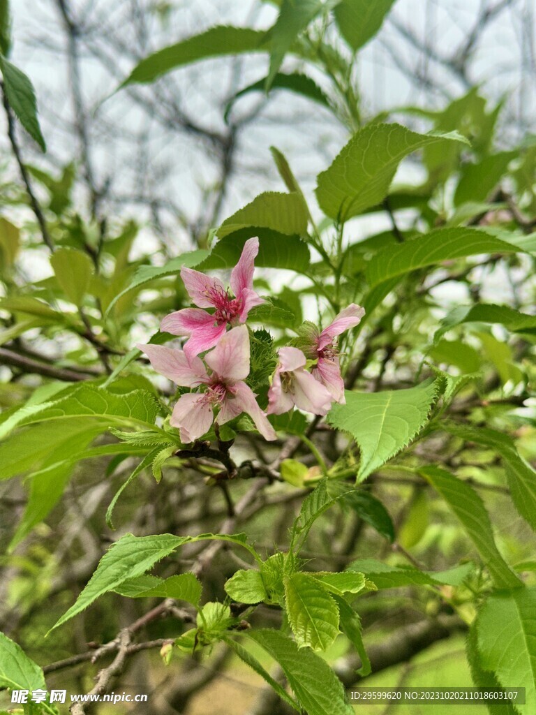 樱花