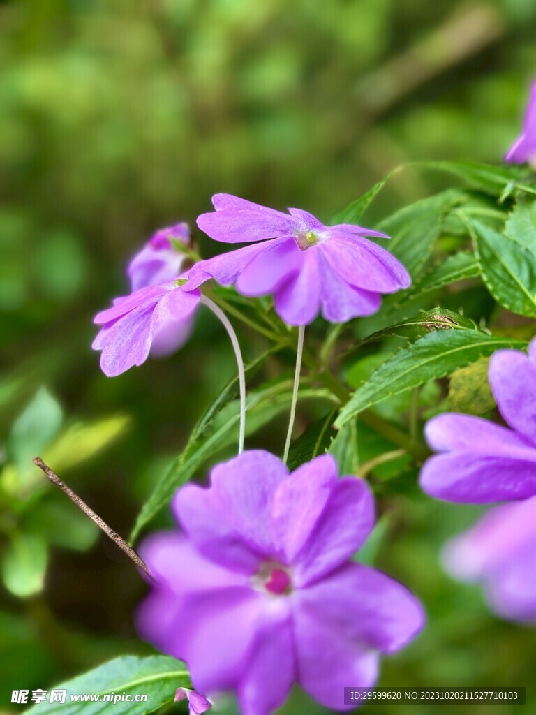 凤仙花