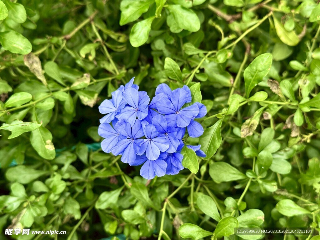 绣球花