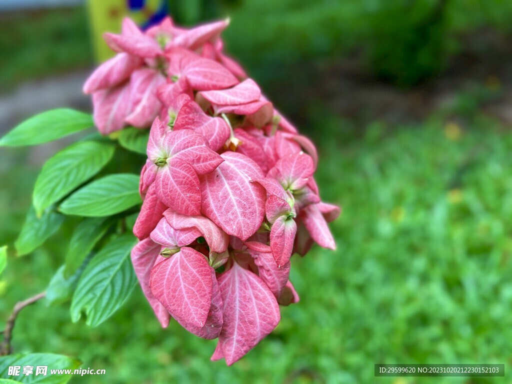 科学网—重庆植物札记之展枝玉叶金花（20180605） - 何海的博文