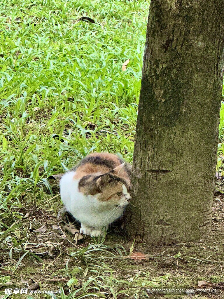 三花猫