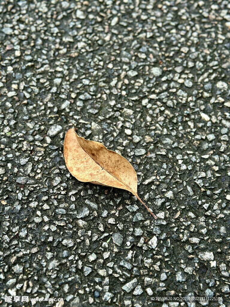 落叶