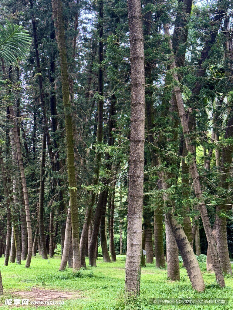 森林