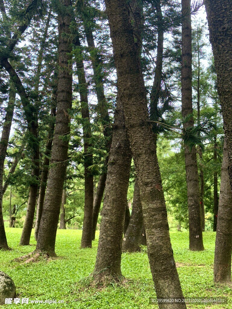 森林