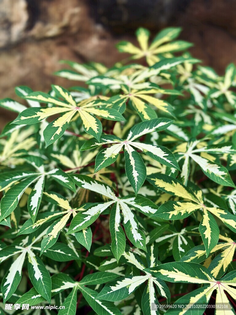 木薯