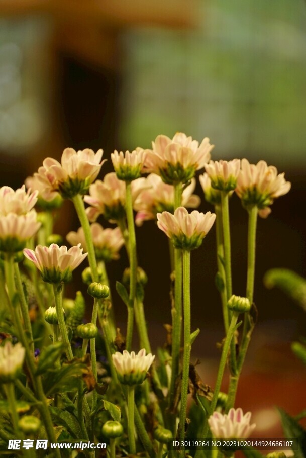 花朵野花野菊花特写