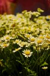 花朵野菊花花束